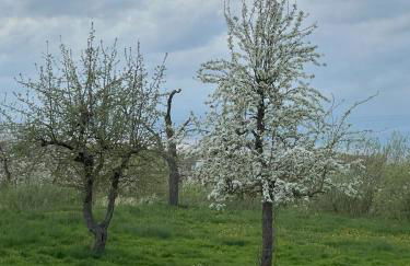 Leuchtturm - maritime Ferienwohnung in Hollern-Twielenfleth - Photo 12