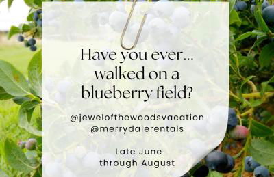 Jewel of the Woods - Foto 37