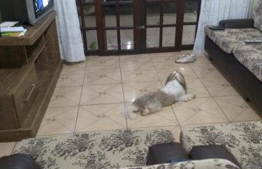 Meu pequeno paraíso - Photo 8