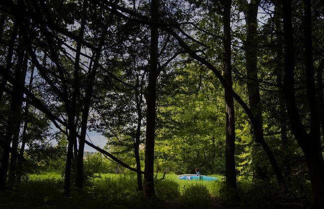 Boho Beaver - Photo 23