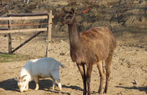 All'Antica Ruggine - Photo 36