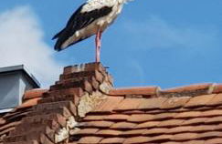 Hossies Hof - Luxus Ferienwohnung Alter Stall - Foto 23