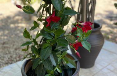 PARADISE GARDEN - Photo 33