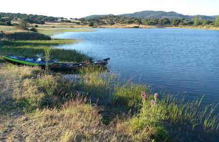 Almojanda 3 olive tree - Foto 70