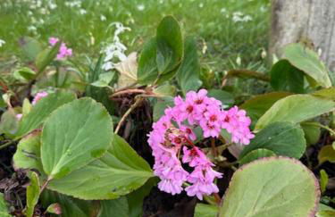 La Maison d'Elise - Gîte 4 épis - Foto 9