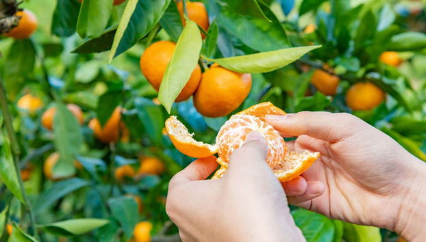 Konispol Day Trip - Foto 3