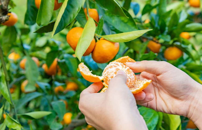 Konispol Day Trip - Foto 3