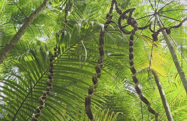Visita guiada al bosque de Tijuca para grupos pequeños - Foto 32