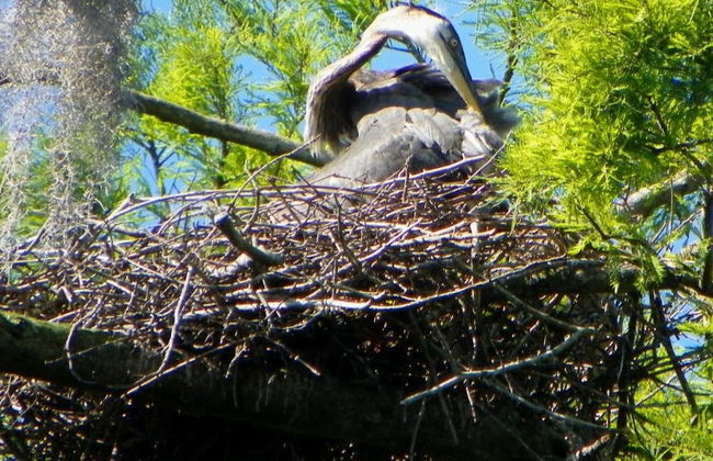 Giro in barca sul Crystal River - Foto 1