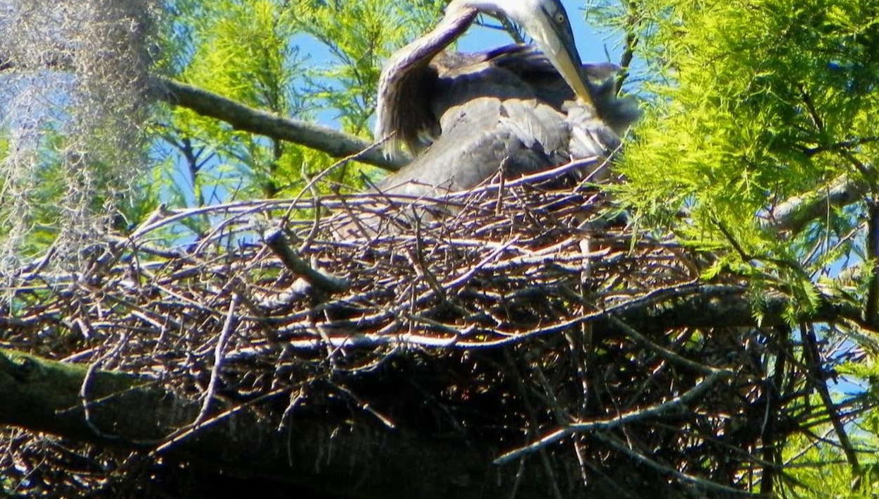 Un nitticora si pulisce le piume