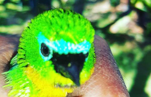 Chalé Pakere Bellavista - visão magnífica do vale e montanhas a mais de mil metros de altitude, wi-fi, sauna, piscina e água de nascente - locação do chalé sem prestação de serviços - Foto 65