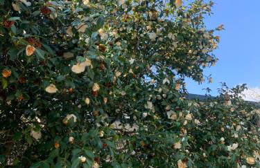 Alla Casetta B&B Relax - Foto 17