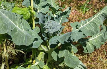 Villa w/ Amazing Bay Views Near Beach w/ Garden, Ping Pong - Foto 41