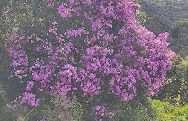 Recanto Vista Alegre - Rancho Queimado - Photo 32