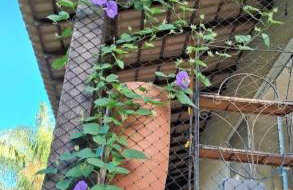 Chácara da Chris - Sossego, Lazer e Praia - Foto 9