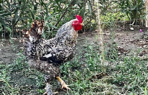 Olive Sense Villa with jacuzzi and sauna - Foto 29