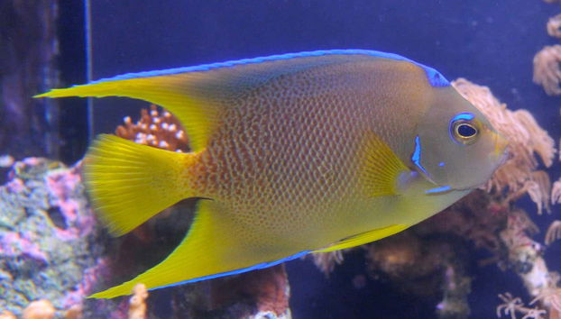 Veréis coloridos peces