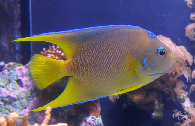 Ingresso do Aquário de Key West - Foto 5