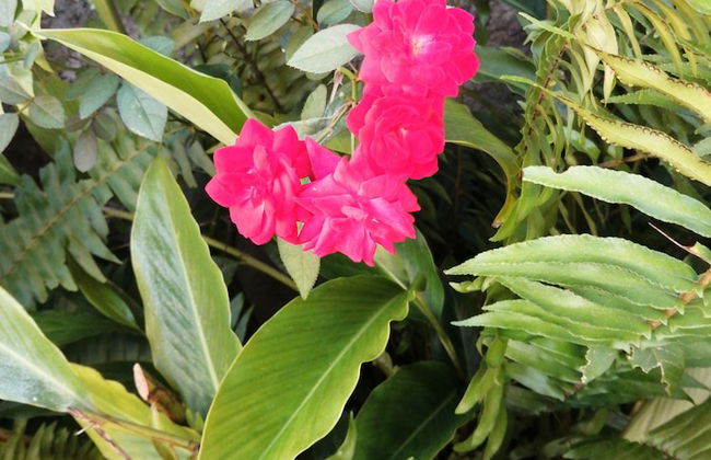 Louislyn Apartments - Photo 36