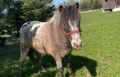 Domki na Łące - Foto 16