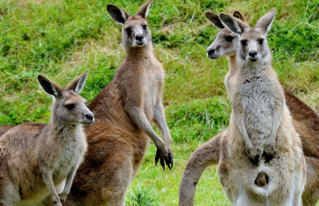 Puffing Billy & Healesville Sanctuary Day Trip - Photo 10
