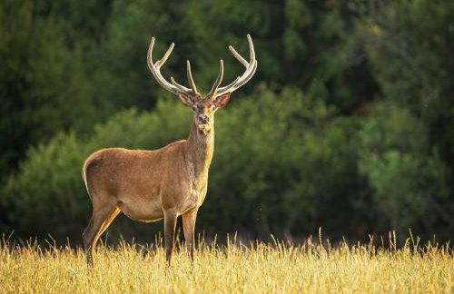 2 Bed in Kirriemuir 80719 - Foto 19