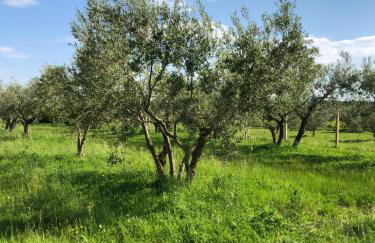 Olive Tree Apartments - Photo 39