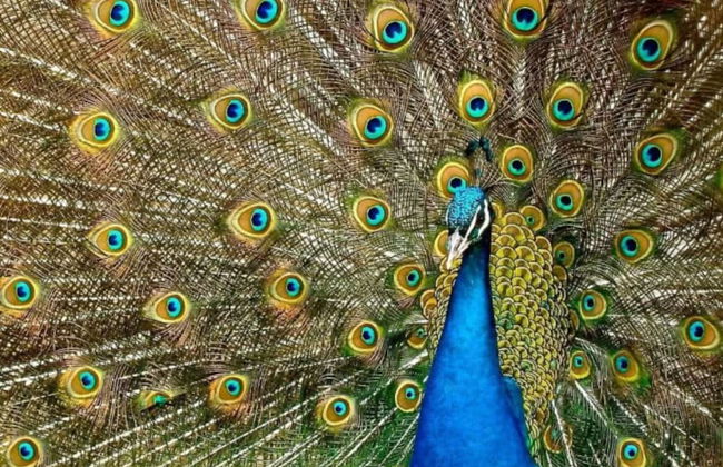 Kotiyagala Luxury Villas - Photo 30