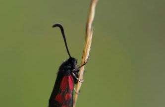 Le Gypaète, t1 bis, vue montagne, wifi, ascenseur, balcon, 6 personnes - Foto 21