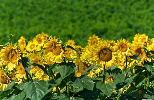 Agriturismo Casa Rosa - Foto 24