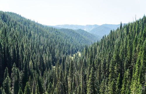 The Pines- Your Luxury Wallace Adventure Base - Foto 35