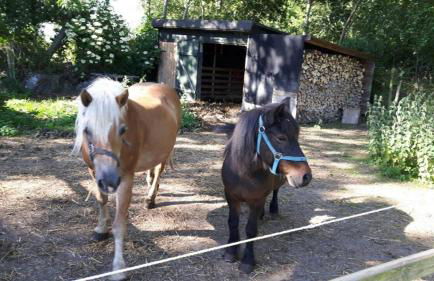 Ferienwohnung Himmelblau auf dem Ferien + Bauernhof Nielson in Bisdorf in Inselmitte - Foto 9