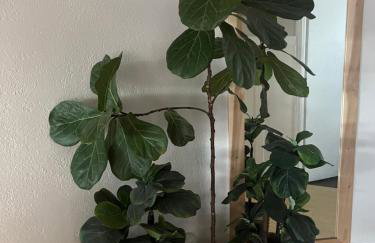 Peaceful Vegas - Foto 17