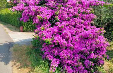 Casa Vacanze “Bouganville” loc Avane Pisa - Foto 5