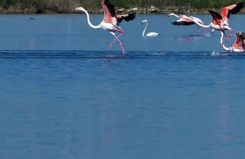 Casa Vacanze Mare Gargano Puglia Marina Di Lesina - 4g min - Foto 22