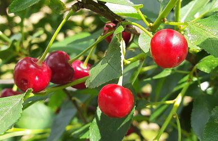 Landhaus SiebenEichen - Foto 42