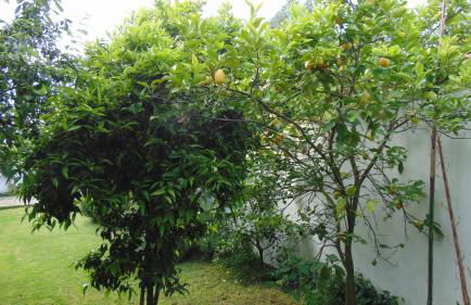 Casa Landim - Foto 34