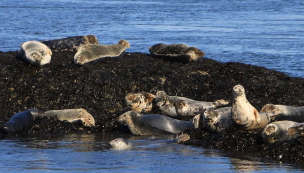 Forth Boat Tour - Foto 4