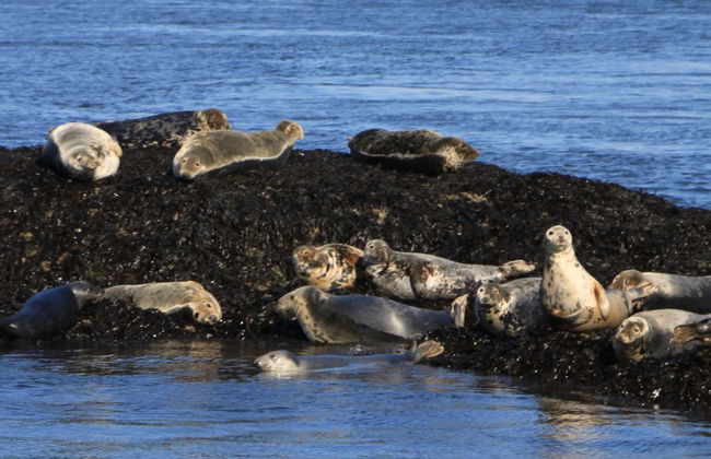 Forth Boat Tour - Photo 3