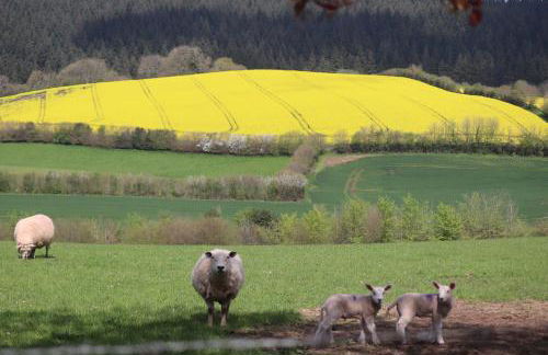 Robin Cabin with hot tub - Foto 33