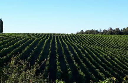 Podere Pievina Delle Corti - Dimora di Campagna - Photo 29