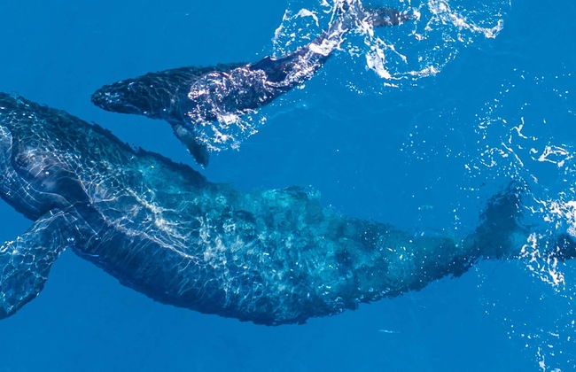 Terceira Whale Watching - Foto 4