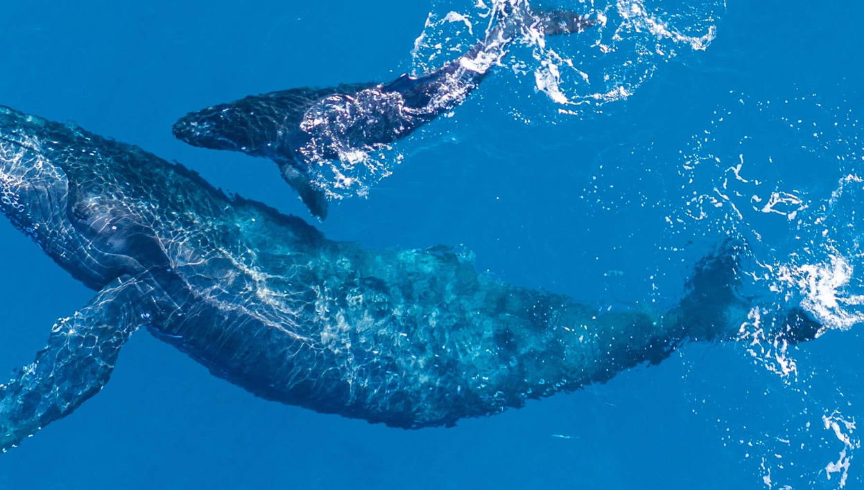 Terceira Whale Watching