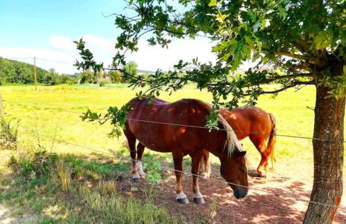 Neue Pfälzerwald Fewo mit Garten am Fluss - Foto 17