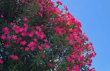 Kalipso Family Apartments - Photo 25