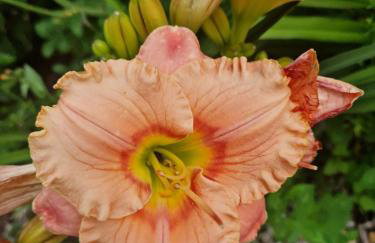 Apartamenty Szepty Mazur - Foto 54