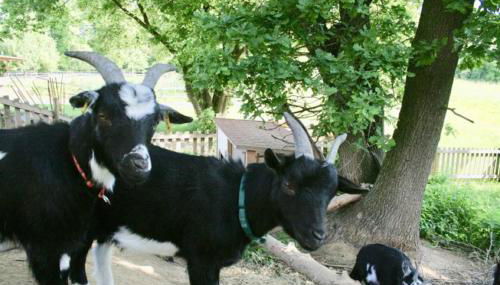 KrämersBug - Unterkunft für Familien mit kleinen Kindern - Foto 5