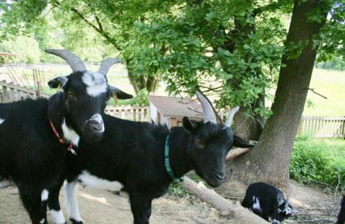 KrämersBug - Unterkunft für Familien mit kleinen Kindern - Foto 5
