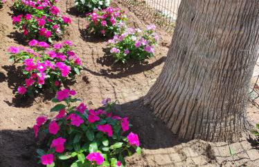 AlgaidaBeach-PaseoLitoral - Photo 54