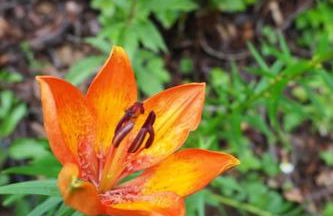 Dalla Dora- A peaceful place in the Dolomites - Foto 44